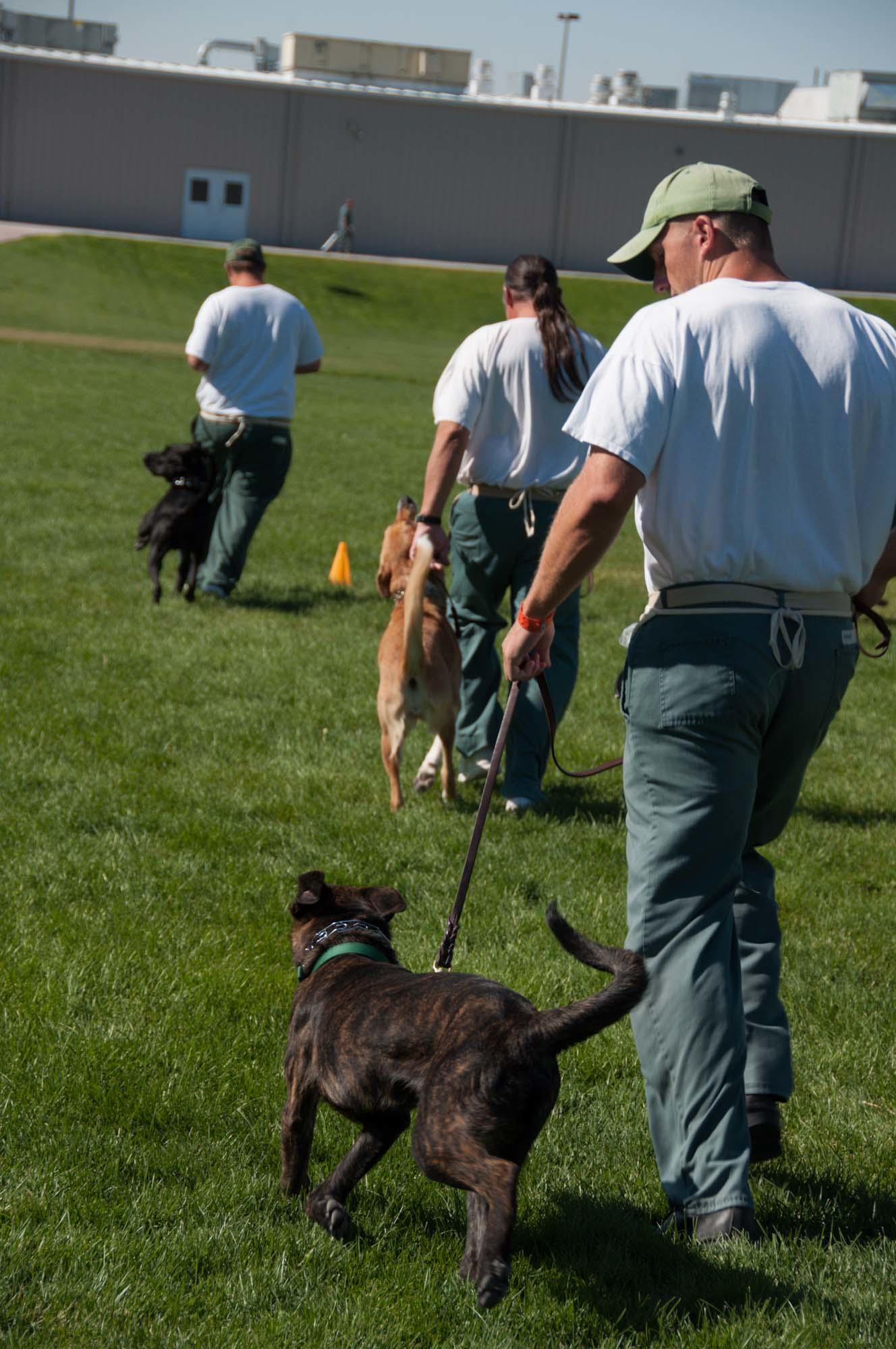 dogs walking